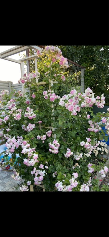 Плетистая ароматная крупноцветковая роза - Жасмина