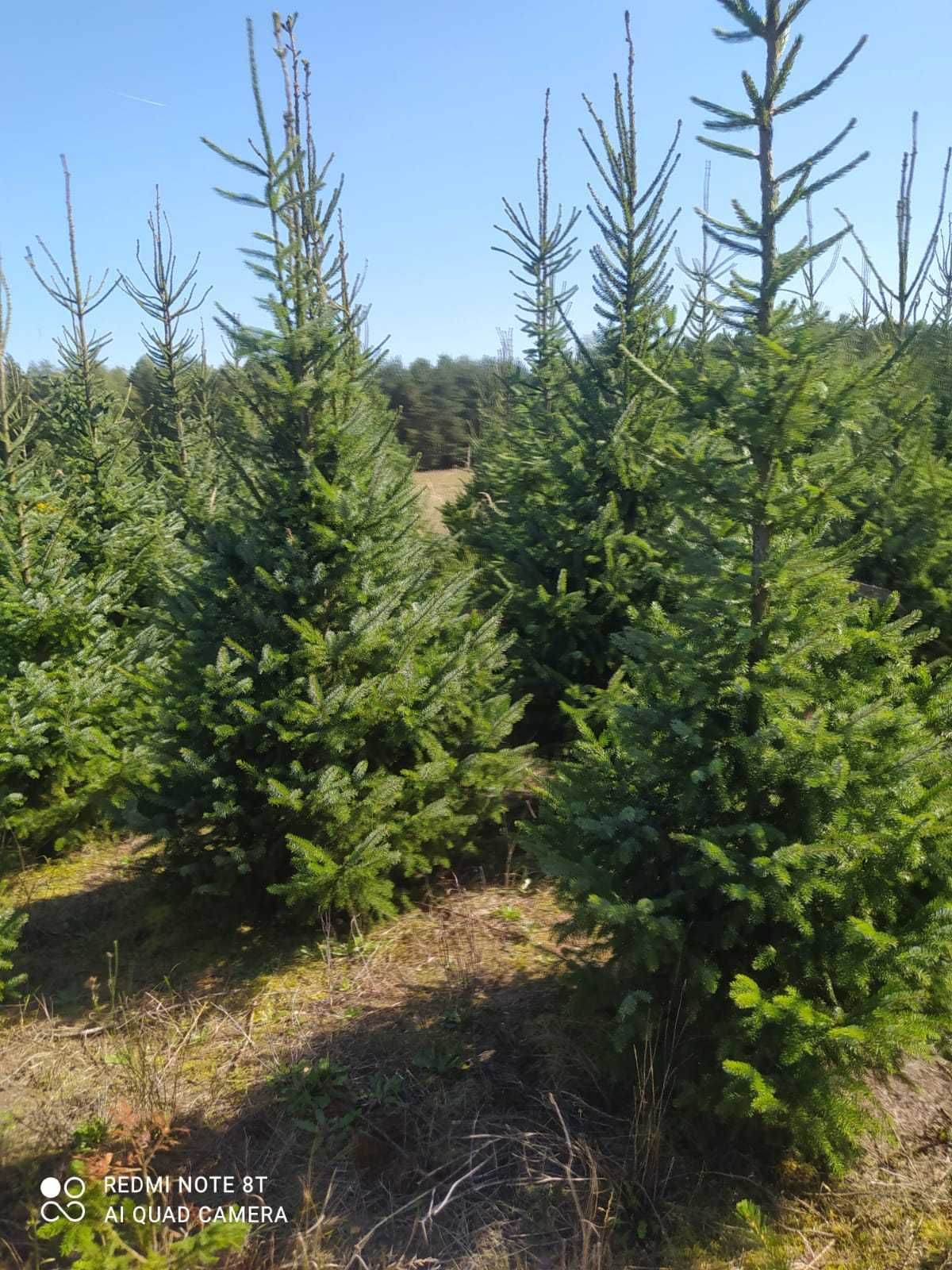 Świerk serbski i srebrny, kopane, z własnej plantacji