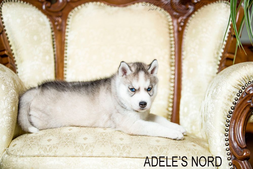 Щенки хаски , документы есть