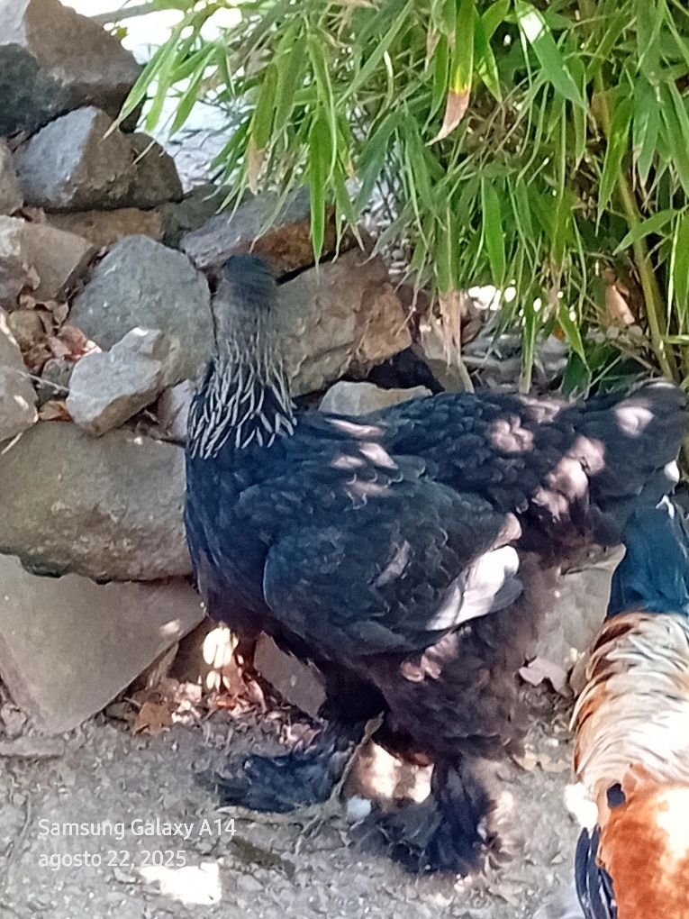 Galinhas brahmas para mudar de capoeiro, Galinhas muito  lindos
