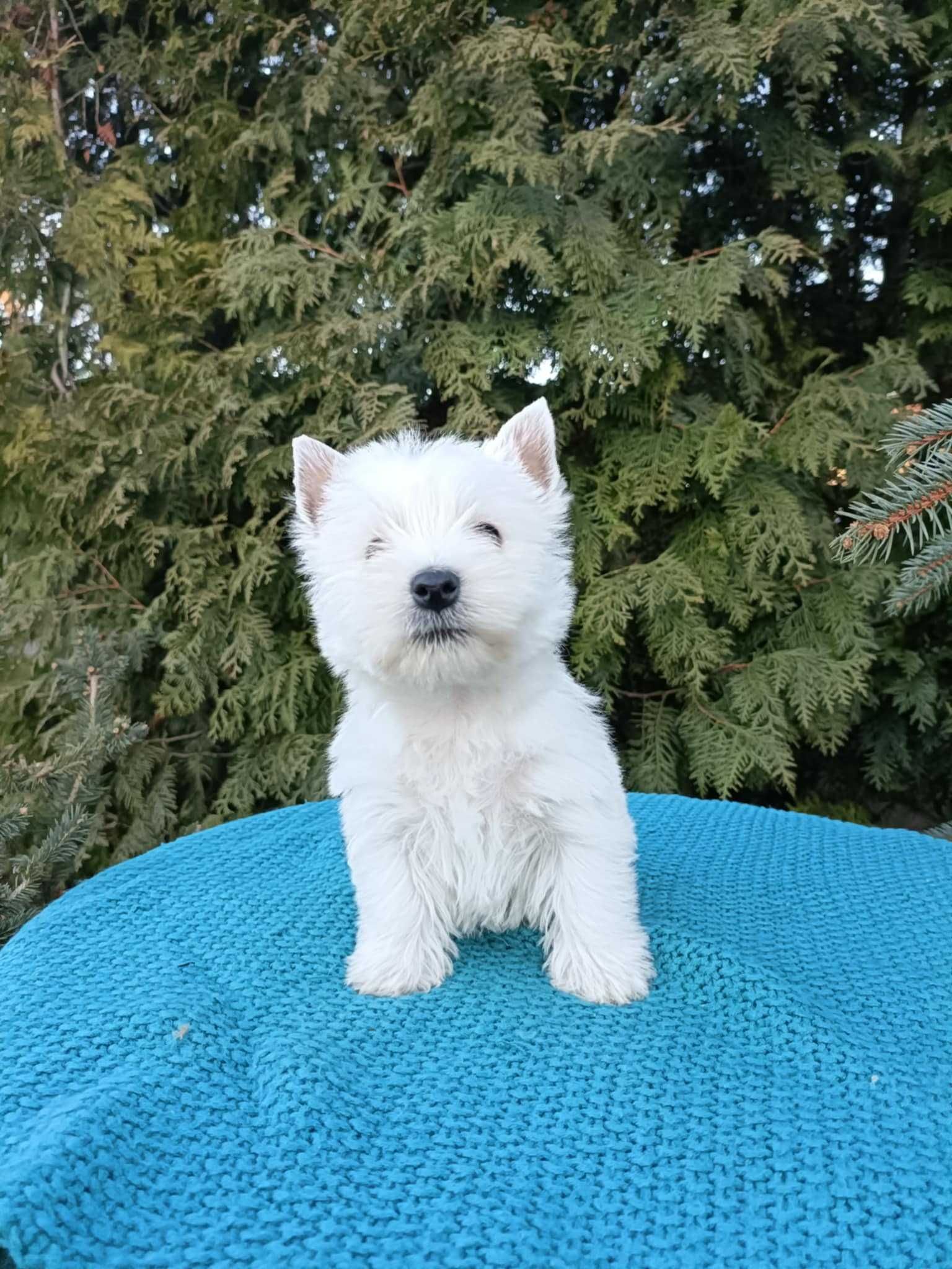 Wzorcowa suczka West Westie Westik mega gęsty włos piękny extrier