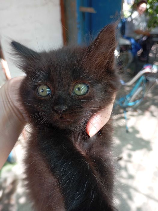 Кошеня в добрі руки