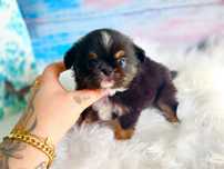 ***Tri color cudowny długowłosy maluszek chihuahua***