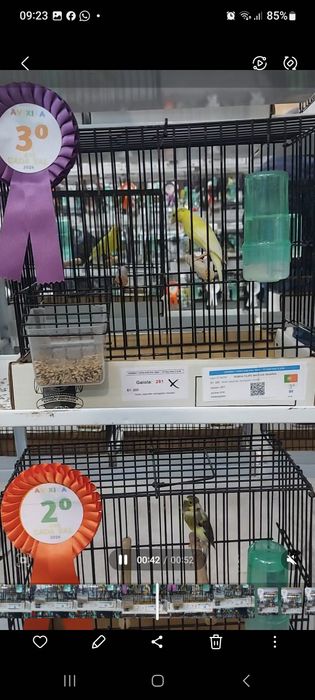 Canarios hoso japones