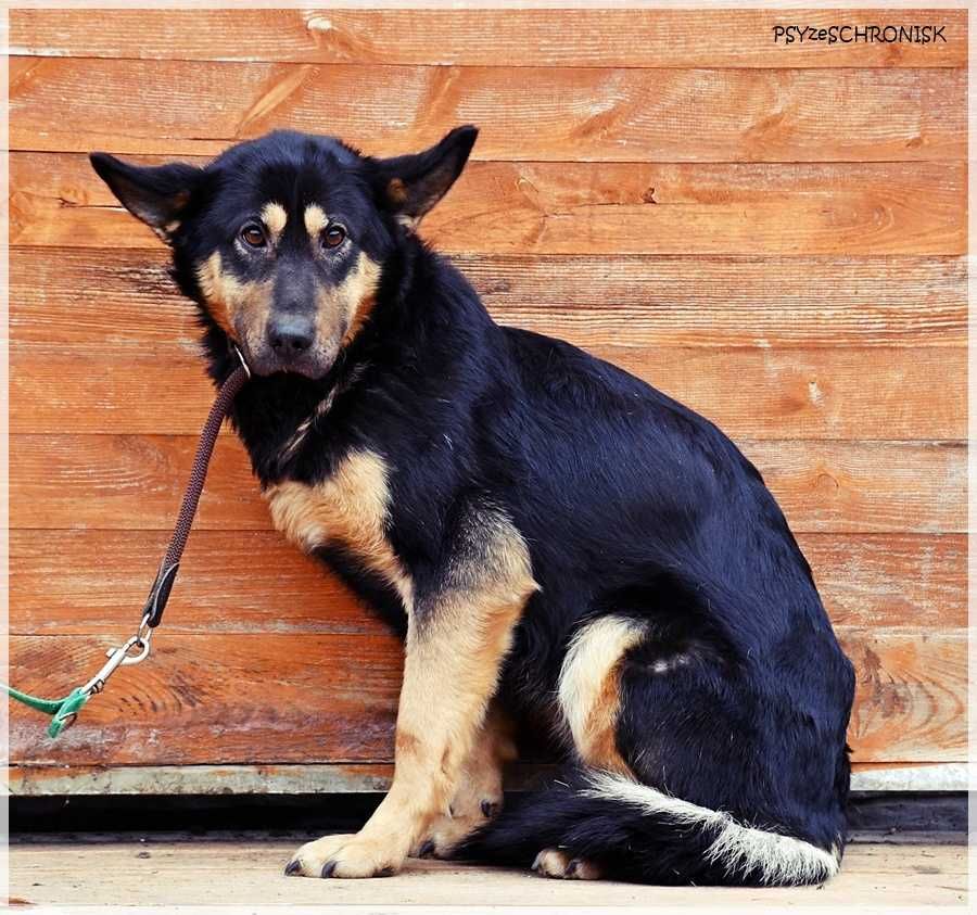 Debra – przyjechała do schroniska upodlona, teraz zaczyna żyć