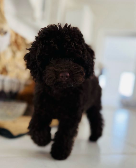 brązowy pudel fci 7m