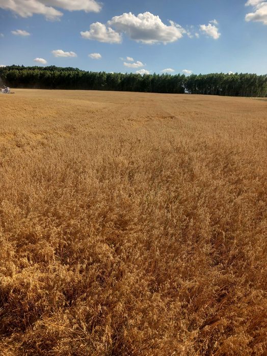 Owies zbiór  2025 24 t