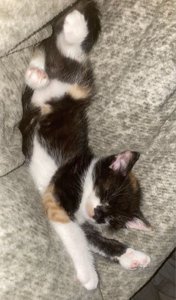Urocza Perełka do adopcji