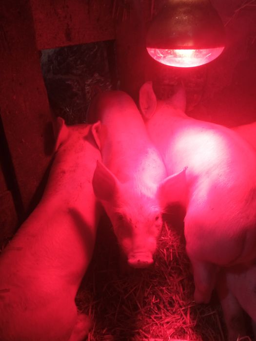 Продам поросят..