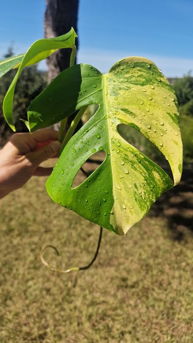 Monstera Aurea Marmorata‼️VENDIDO‼️