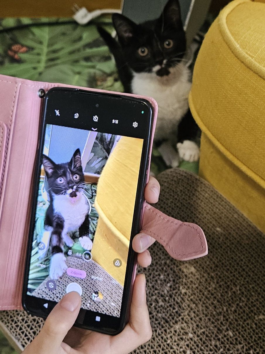 Cudowny kotek do adopcji,  kot, kociak