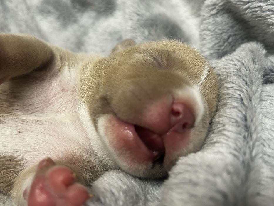 American bully samiec szczeniak ABKC