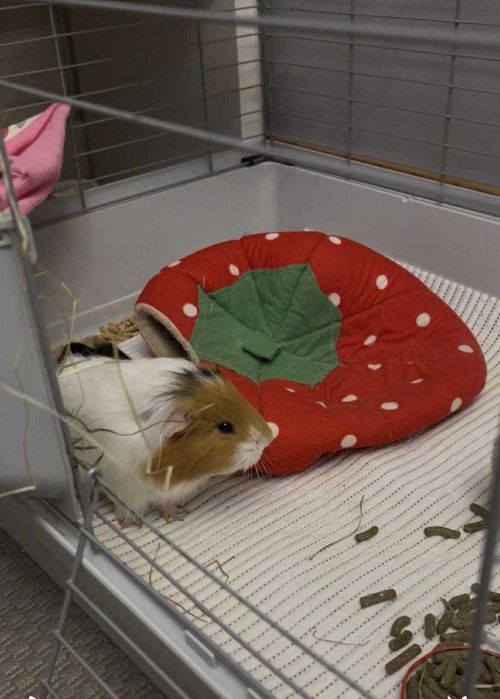 Oddam 2 świnki chłopcy razem z domkiem