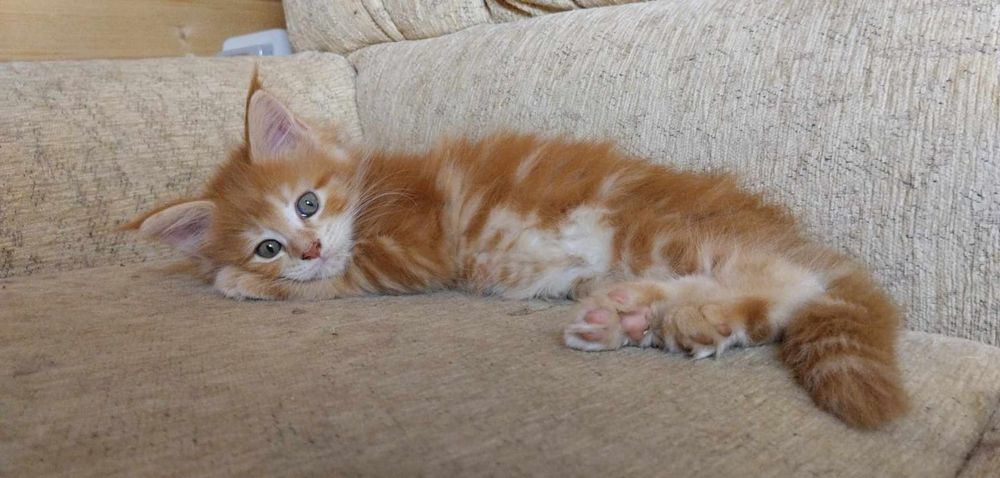 Kotka, maine coon, kot z rodowodem