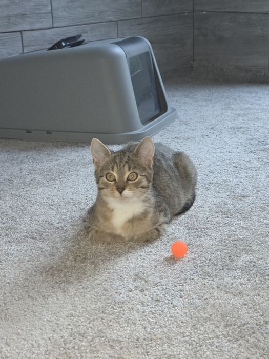 Kangurek, 4 miesięczny koteczek