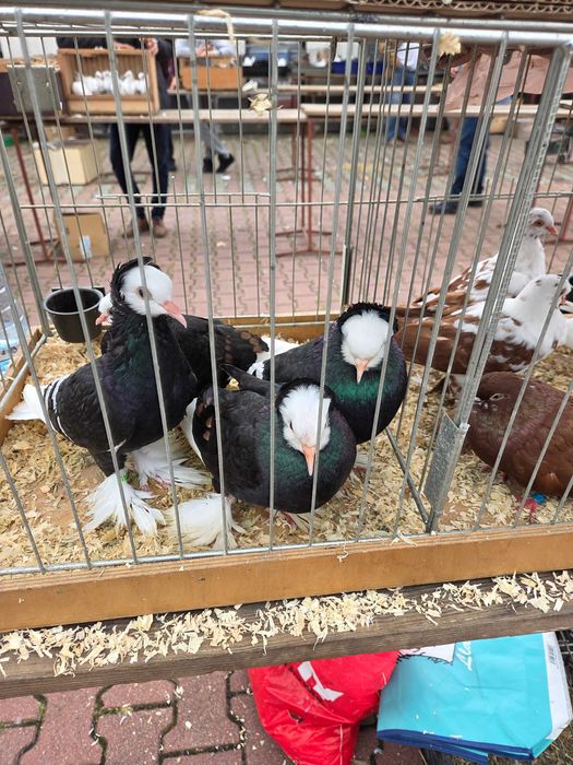 Sprzedam gołębie Mnichy