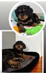 Bernedoodle Medium hybryda Berneńskiego Psa Pasterskiego
