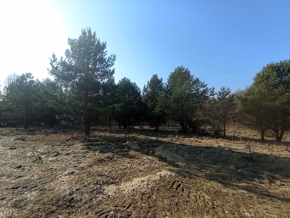 Działki budowlane Zawady/Baciuty-Kolonia, WZ i droga - bez pośrednika