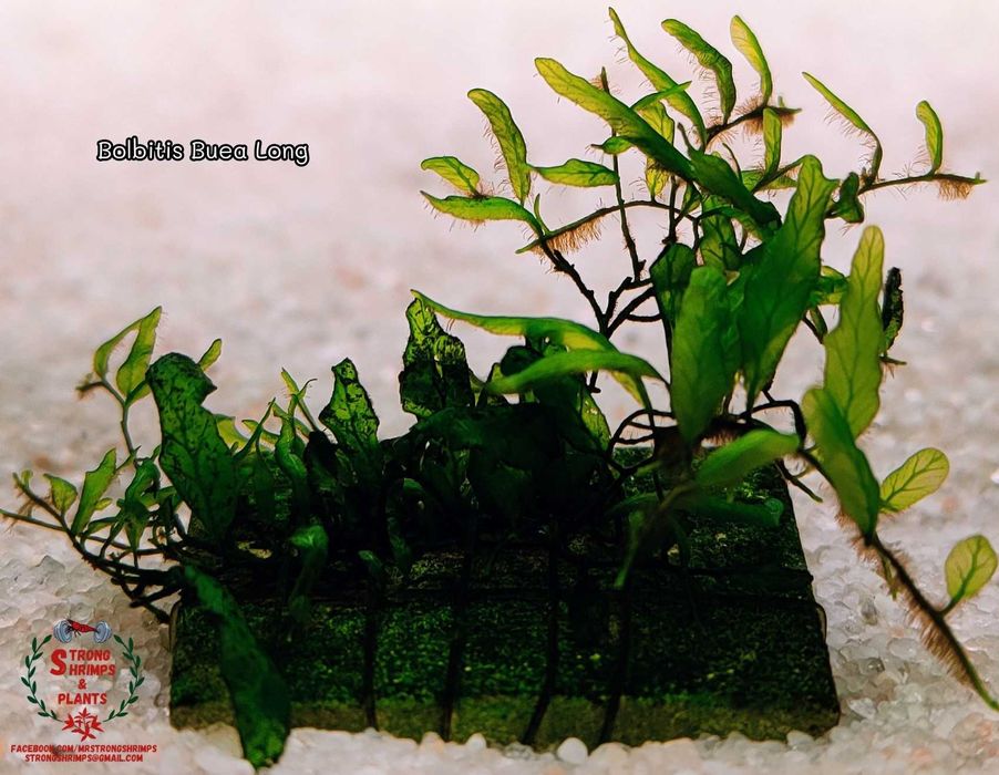 Bolbitis Buea Long Rarytas