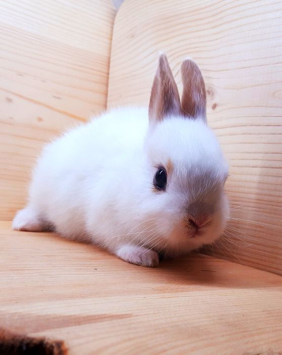 Карликовые супер мини кролики декорат.торчеухие и вислоухие кролики