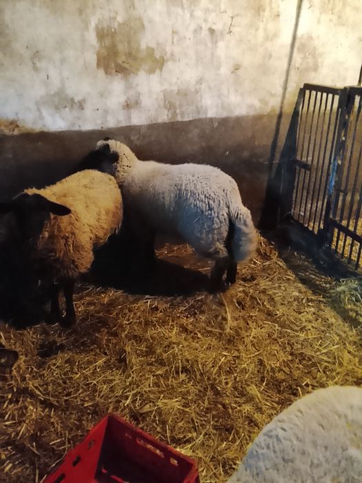 Sprzedam barana czarnogłówke oraz owce