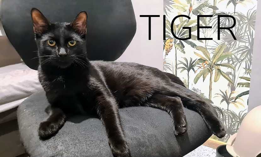 Słodki kocurek TIGER