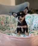 Chihuahua  Długowłosy FCI ZKwP Piesek