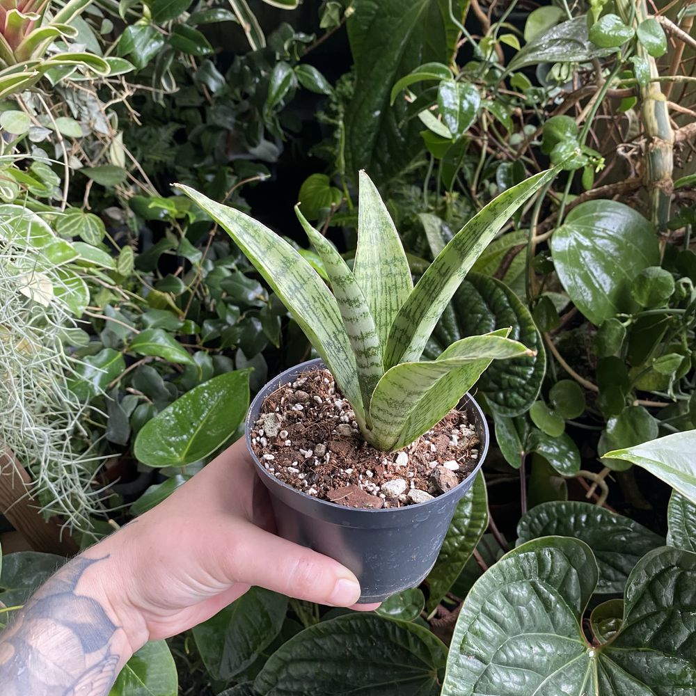 Сансевієрія Sansevieria everest