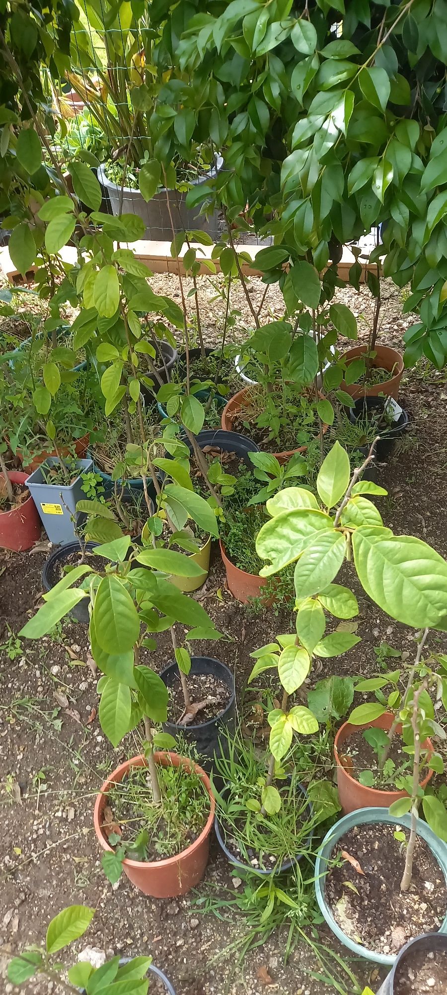 Anona cherimoya em vaso