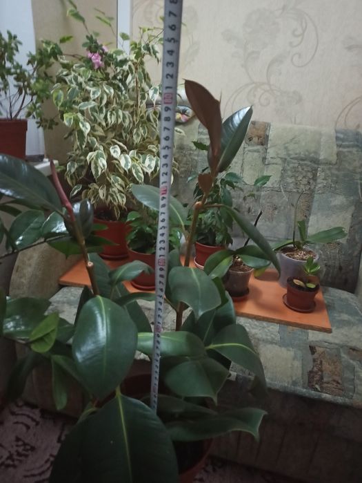 Фікус широколистий