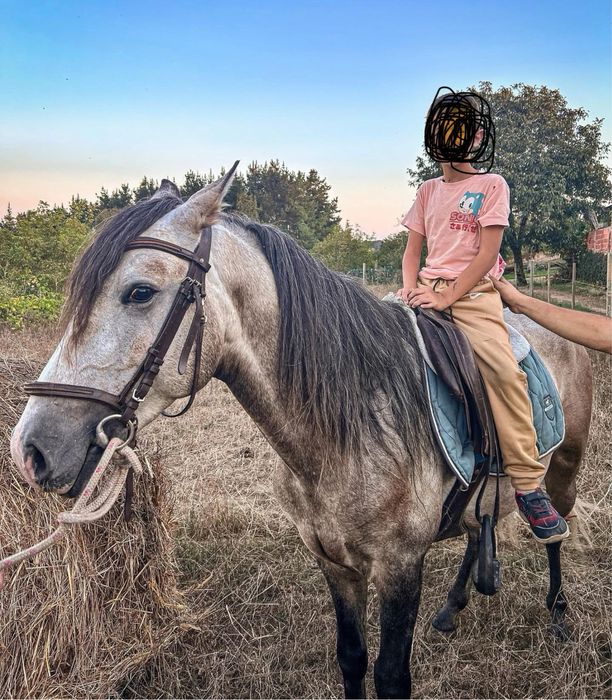 Poldro 3 anos de idade