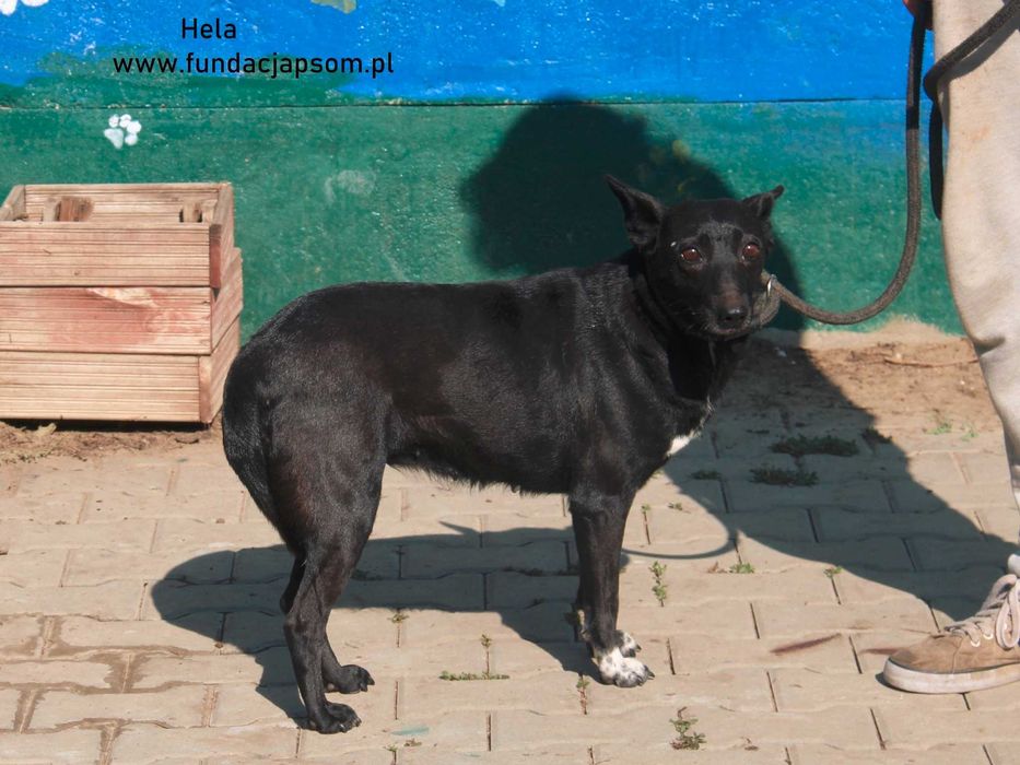 Hela- czeka na swój domek