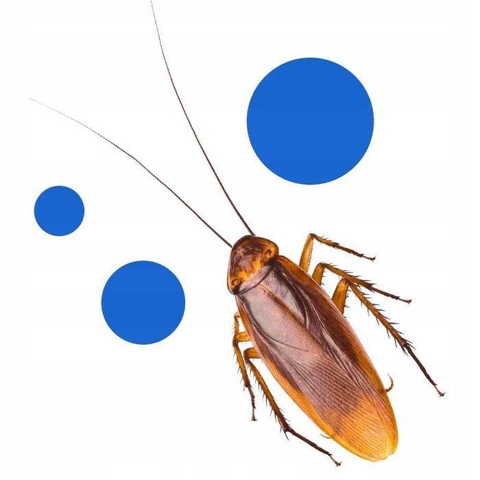 Bros - Feromox Standard - Lep Na Karaluchy, Prusaki, Rybiki - 10 Szt.