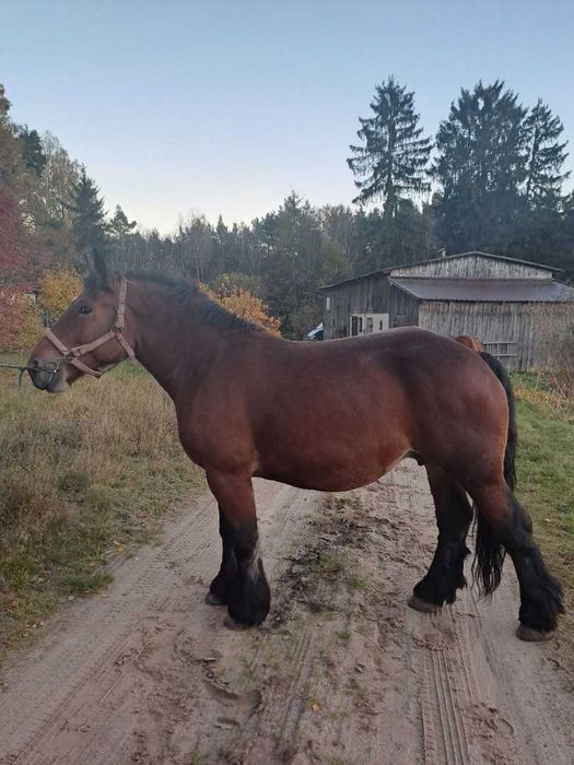 Klacz zimnokrwista ze źrebakiem lub osobno