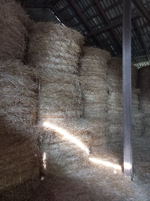 Sprzedam słomę zytnią ,siano