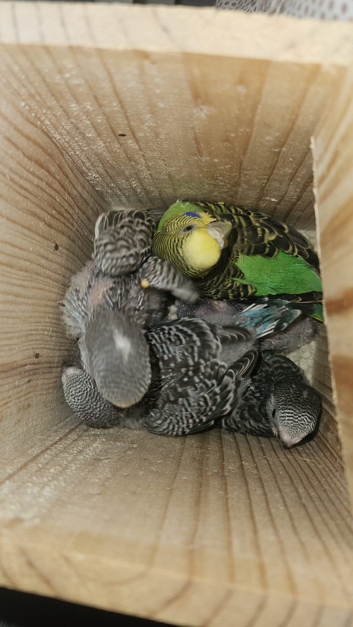 Periquitos bebés