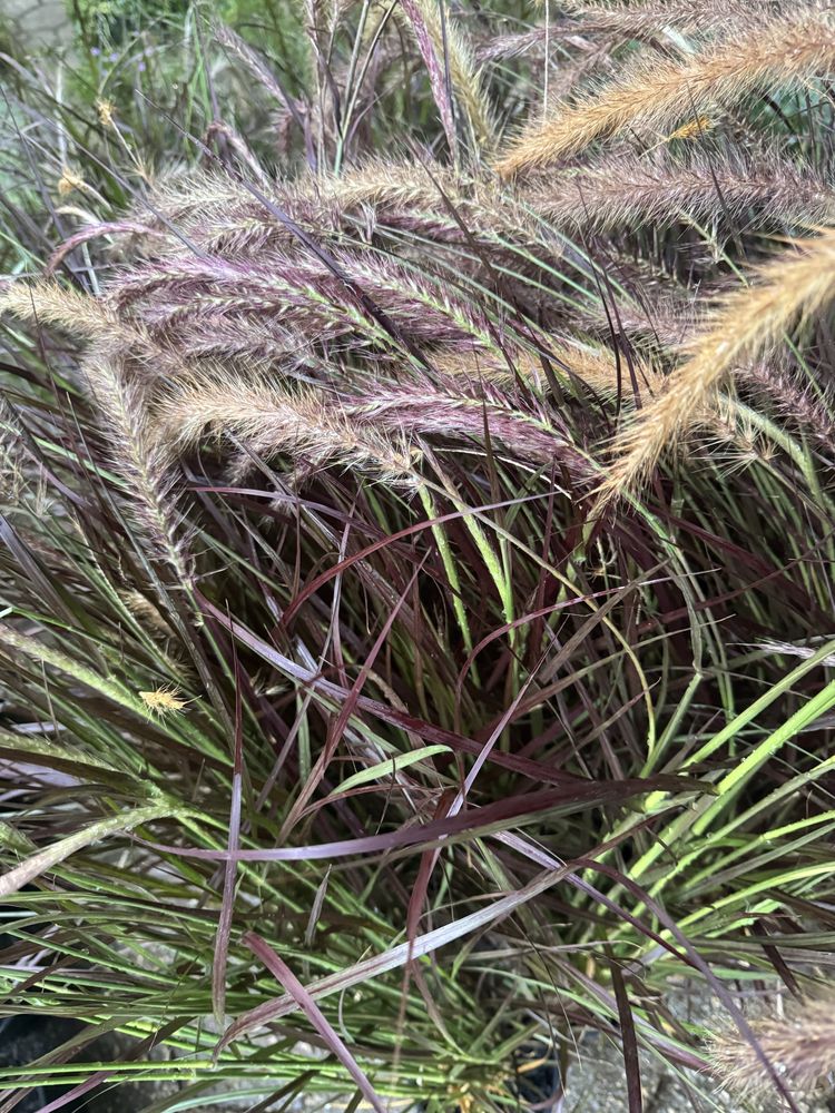 Pennisetum rubrum
