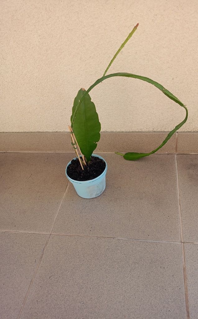 Epiphyllum.Epifilum, kaktus w lecie do ogrodu.