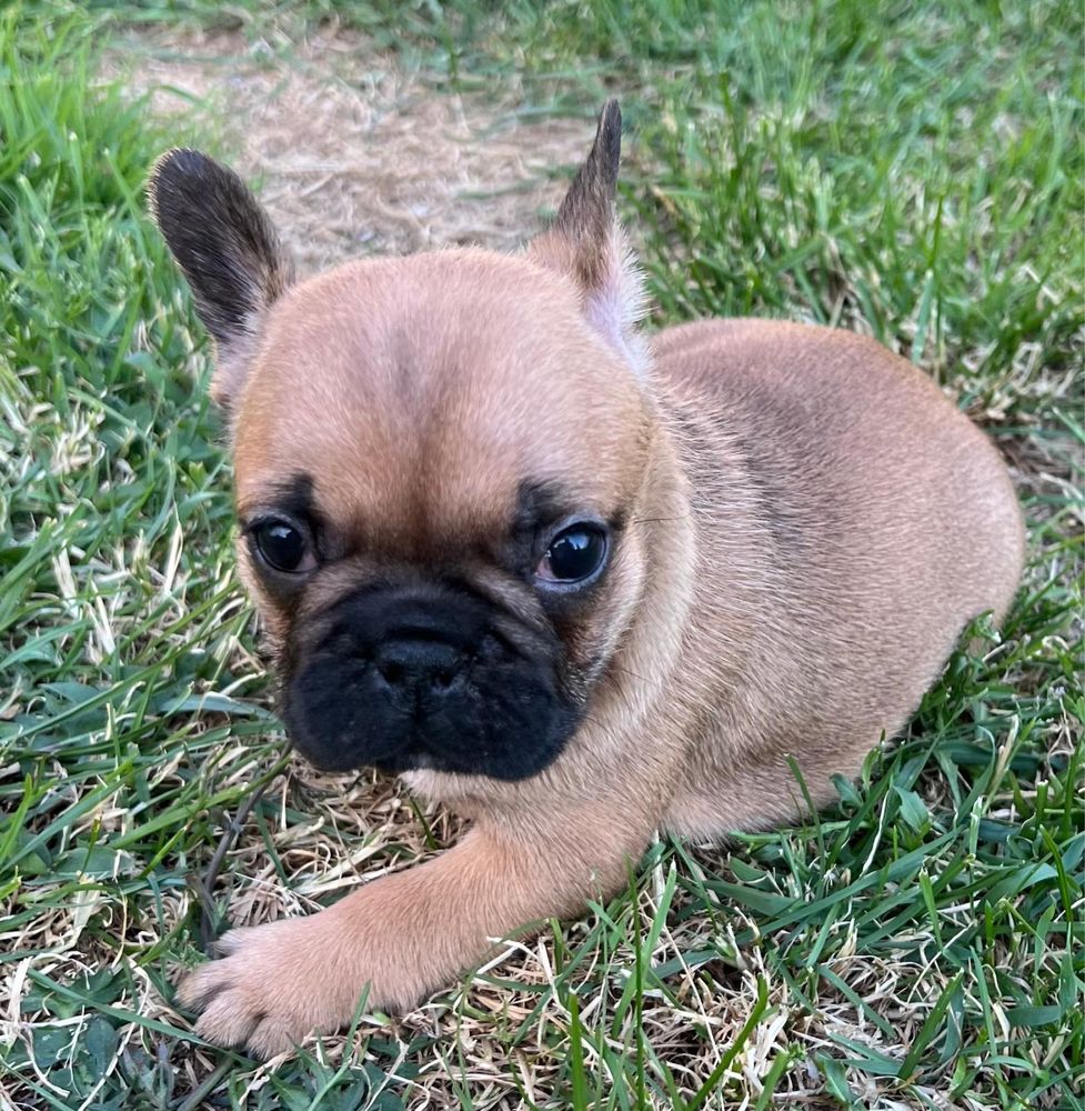 Piękny Buldog Francuski
