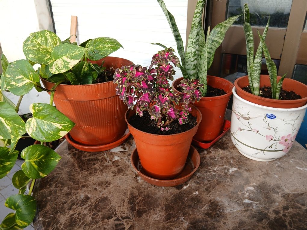 Plantas de interior e exterior