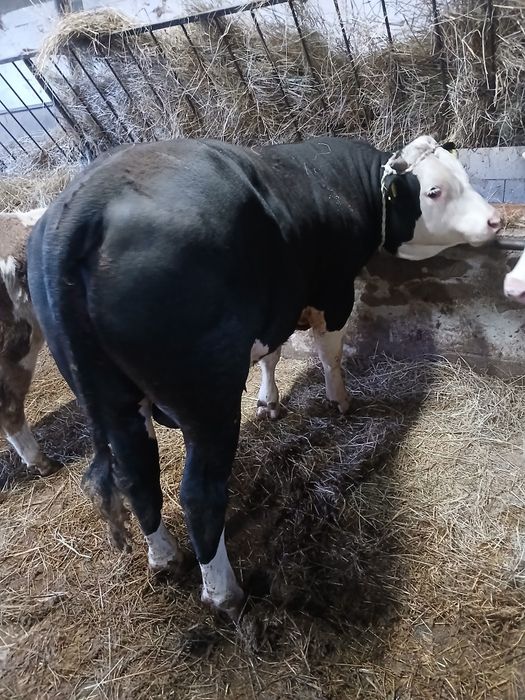 Skup bydła i cieląt SUROWIEC gotówka przelew 24 godz