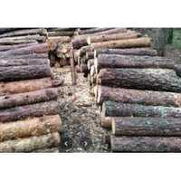 Продам дрова сосна чурками! Киев и область