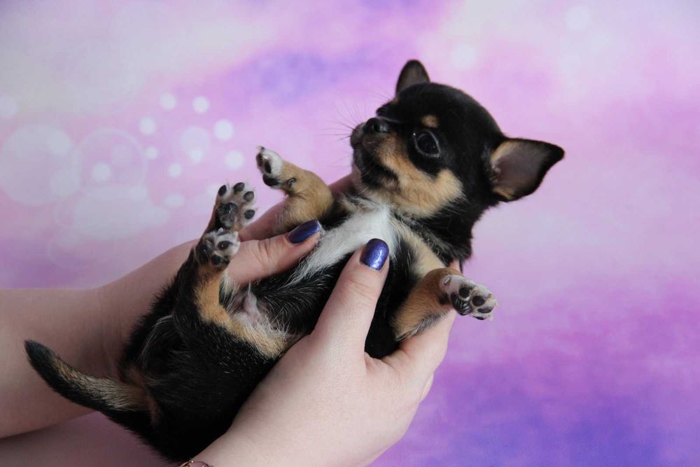 Чихуа и померанский шпиц