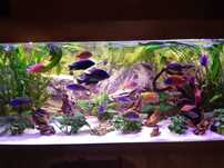 Aulonocara fire fish, calico blueberry maluchy w atrakcyjnej cenie