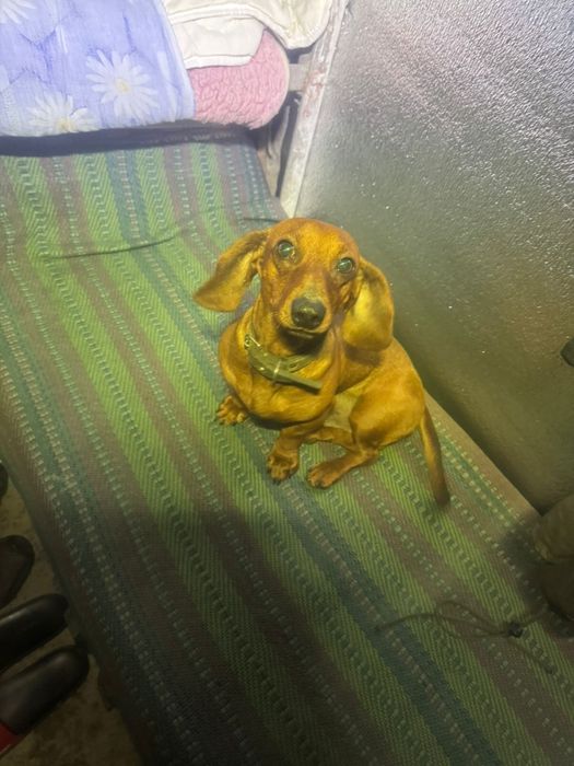 Такса шукає дім!