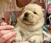 Chow chow zapowiedź miotu