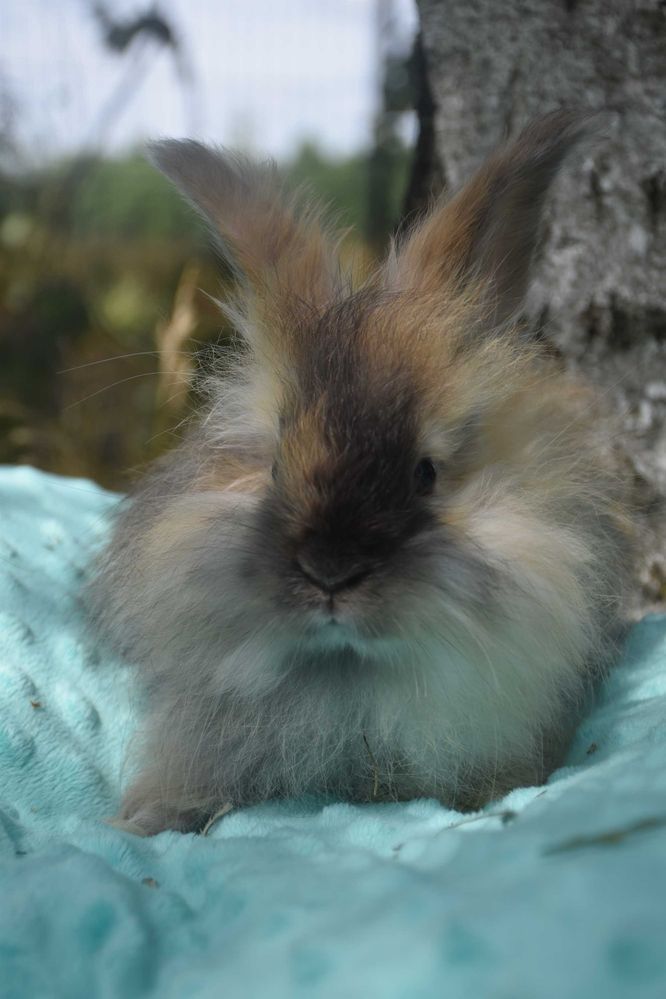 Angora Angielska YORCZEK: Dostępne różne kolory