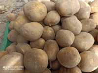 Ziemniaki, wielkość takie jak sadzeniaki