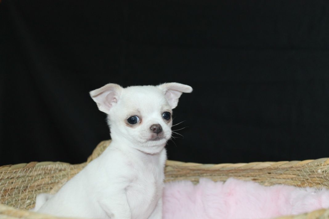 Chihuahua krótkowłosy biały chłopiec ZKwP FCI