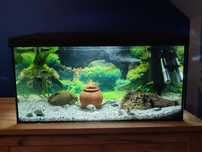Akwarium 54l zestaw